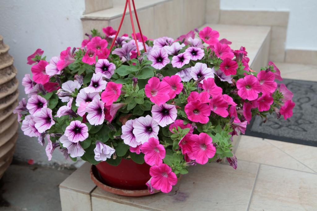 Paralia Guest House Agia Roumeli Exterior foto